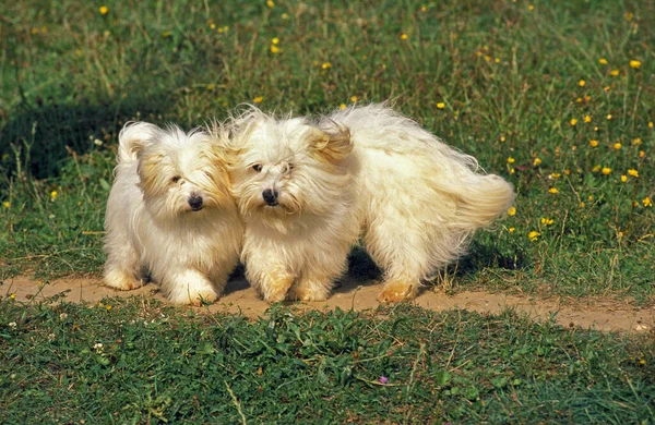 Coton Tulear Dog Valpen Spelar — Stockfoto