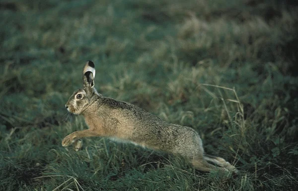 Brauner Feldhase Lepus Europaeus Erwachsener Läuft Auf Gras — Stockfoto