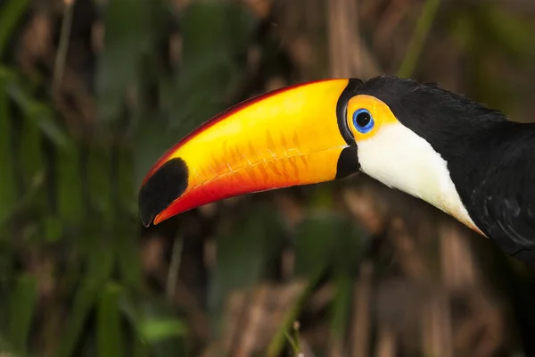 Toco Toucan Ramphastos Toco Adulto Piedi Branch — Foto Stock