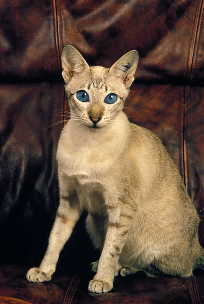 Siamês Doméstico Gato Sentado — Fotografia de Stock