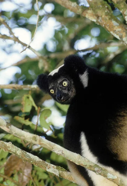 Indri Indri Indri Dorosły Stojący Drzewie Madagaskarze — Zdjęcie stockowe