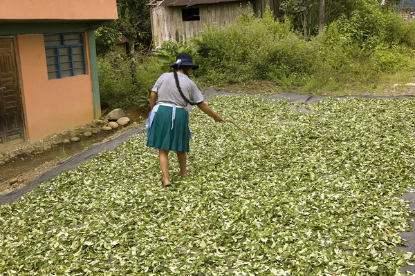 Coca Erythroxylum Coca Cocaine Production Drying Leaves Pilcopata Village Andes — ストック写真