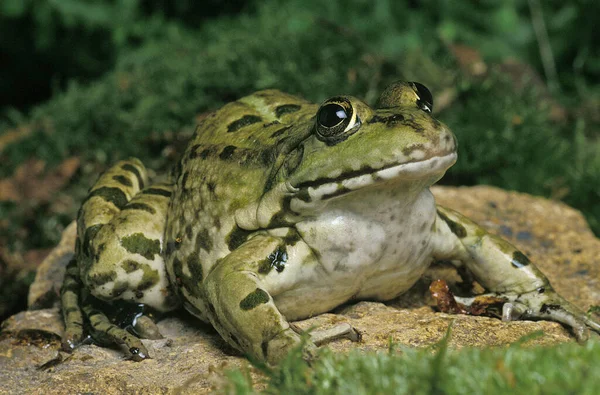 食用カエルや緑のカエル ラナEsculenta 石の上に立つ大人 — ストック写真