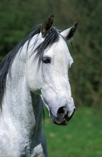 Андалузская Лошадь Портрет Жеребца — стоковое фото