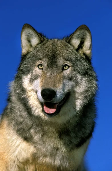 North American Grey Wolf Canis Lupus Occidentalis Retrato Adulto Canadá — Fotografia de Stock