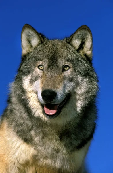 Lobo Gris Norteamericano Canis Lupus Occidentalis Retrato Adulto Canadá —  Fotos de Stock