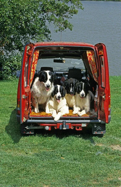 Собаки Господарі Червоній Машині — стокове фото