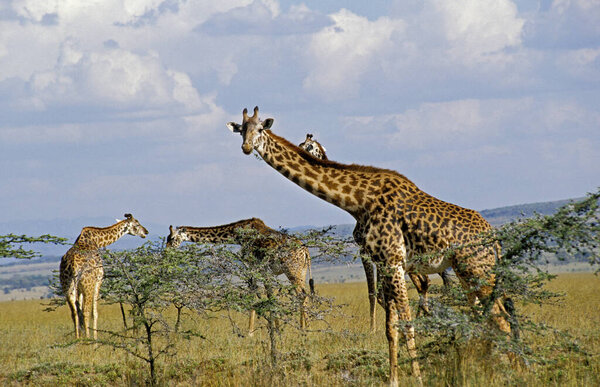 Masai Giraffe, giraffa camelopardalis tippelskirchi, Herd eating Acacia's Leaves, Masai Mara Park in Kenya