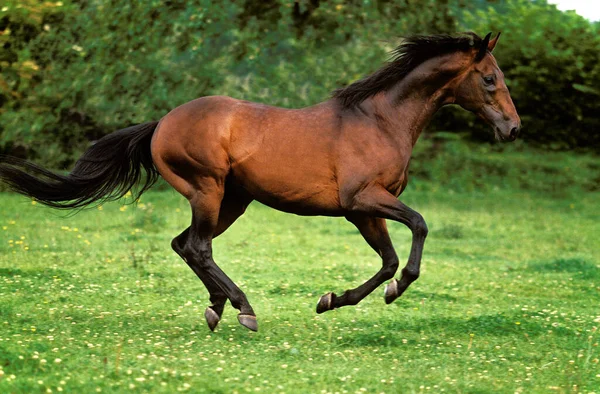 English Thoroughbred Horse Galloping Paddock — 图库照片