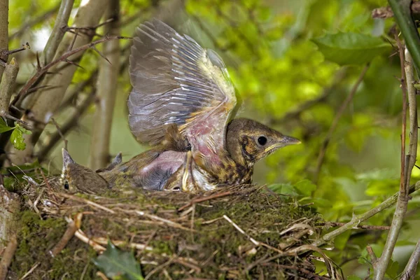 Song Thrush Turdus Philomelos Nest Normandy — Stock Photo, Image