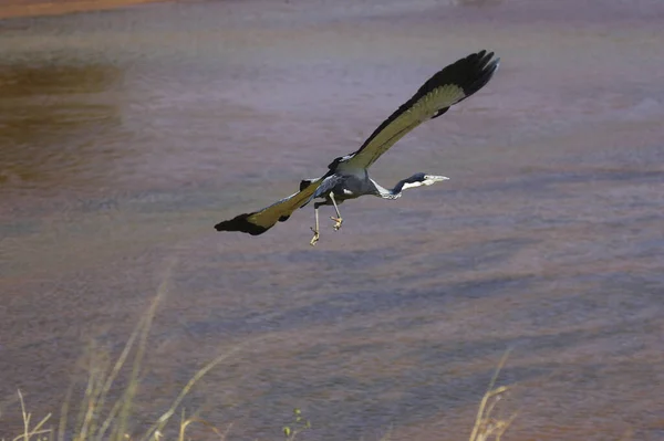 Black Headed Heron Ardea Melanocephala Adult Flight Naivasha Lake Kenya — стоковое фото