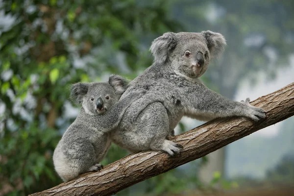 Koala Phascolarctos Cinereus Mother Young Standing Branch — 스톡 사진