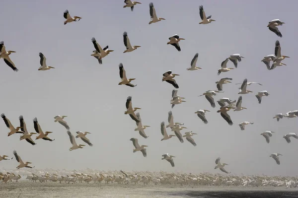 Gran Pelícano Blanco Pelecanus Onocrotalus Grupo Vuelo Durante Tormenta Arena —  Fotos de Stock