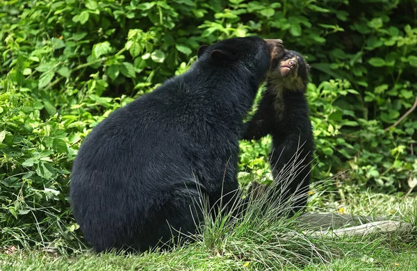 Niedźwiedź Okularowy Tremarctos Ornatus Matka Cub — Zdjęcie stockowe