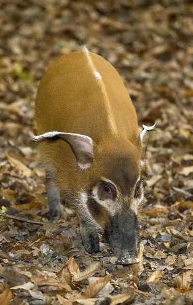 Red River Hog Bush Pig Potamochoerus Porcus — Stock Photo, Image