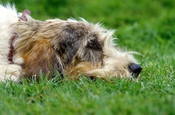 Basset Griffon Vendeen Hund Ruht Auf Gras — Stockfoto