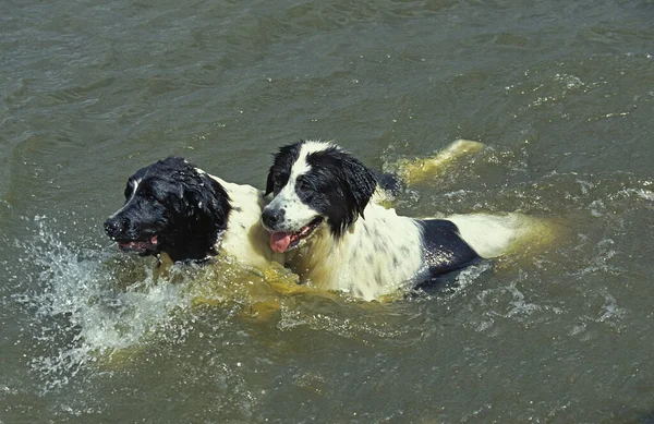 Landseer Dog Adultos Brincando Água — Fotografia de Stock