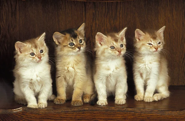 소말리족 고양이 고양이 — 스톡 사진