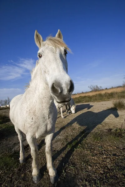 Camargue Horse Camargue Στη Νότια Γαλλία — Φωτογραφία Αρχείου