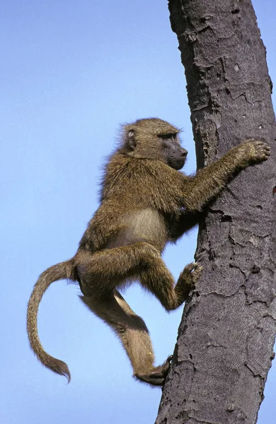 Olive Baboon Papio Anubis Αρσενικό Αναρριχητικό Δέντρο Trunk Masai Mara — Φωτογραφία Αρχείου