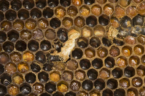 Honey Bee Apis Mellifera Normandy — Stock Photo, Image
