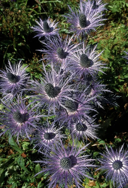 Flowering Alpine Sea Holly Eryngium Alpinum French Alps — Stock Photo, Image