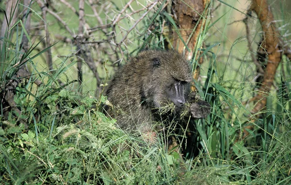 Olive Baboon Papio Anubis Male Eats Plants Masai Mara Park — стокове фото