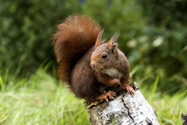 Czerwona Wiewiórka Sciurus Vulgaris Normandii — Zdjęcie stockowe