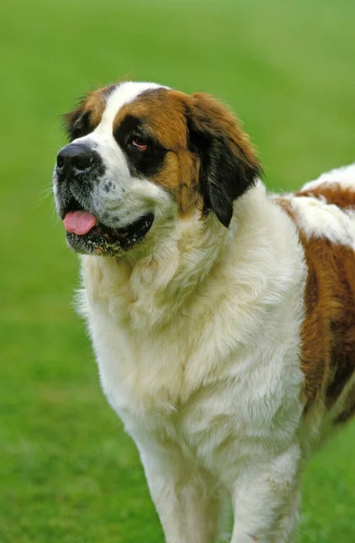 Saint Bernard Dog Natural Background — Stock Photo, Image