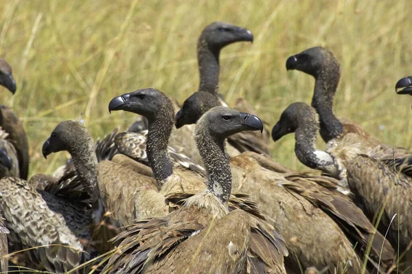 Avvoltoio Bianco Africano Gyps Africanus Gruppo Sulla Carcassa Masai Mara — Foto Stock