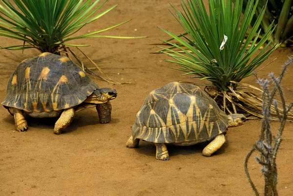 Madagaskar Strålad Sköldpadda Geochelone Radiata Madagaskar — Stockfoto