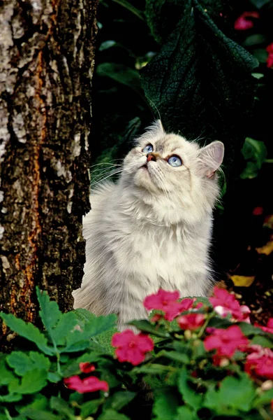 五彩斑斓的波斯家猫站在花朵中 — 图库照片