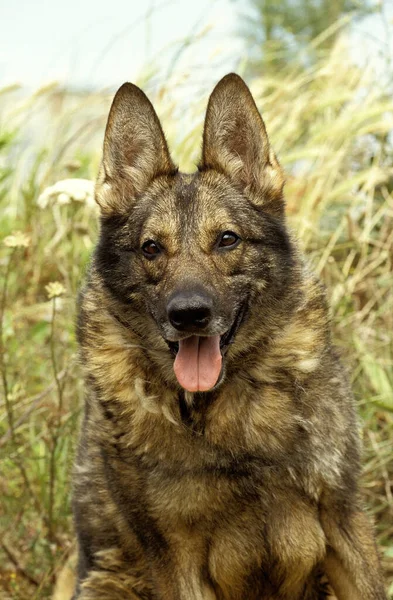 Portret Van Dog Natuurlijke Achtergrond — Stockfoto