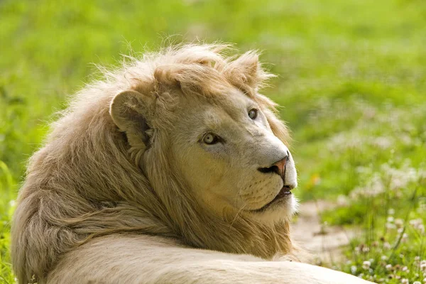 Weißer Löwe Panthera Leo Krugensis — Stockfoto