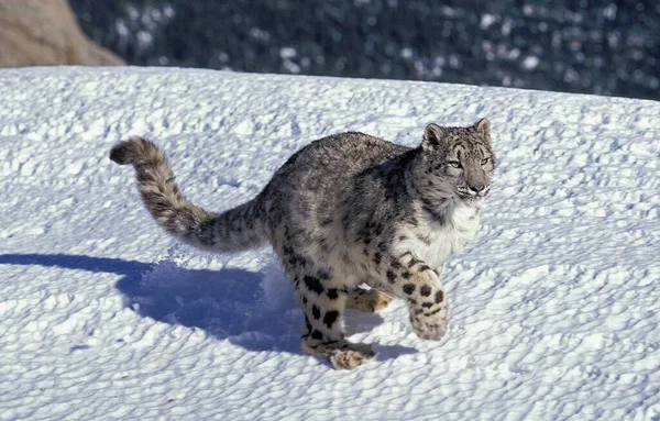 Snow Leopard Onça Uncia Adulto Correndo Neve — Fotografia de Stock