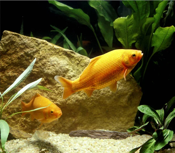 Goldish Carassius Auratus Aquarium Fishes — стокове фото