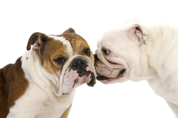 Inglês Bulldog Fundo Natural — Fotografia de Stock