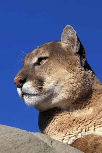 Cougar Puma Concolor Retrato Adulto Montana — Fotografia de Stock