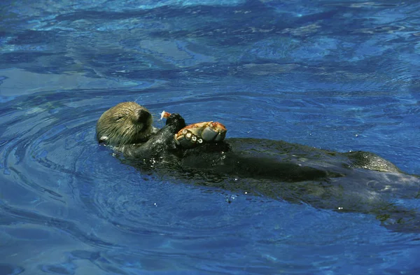 Alcantarilla Mar Enhydra Lutris Adulto Pie Sobre Espalda Comiendo Cangrejo — Foto de Stock