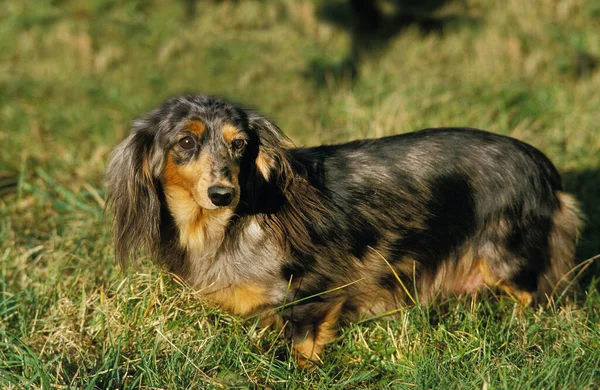 Cabello Largo Dachshund Adulto Pie Sobre Hierba — Foto de Stock