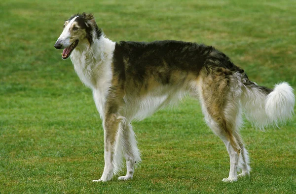 Borzoi Wolfhound Russo Gramado — Fotografia de Stock