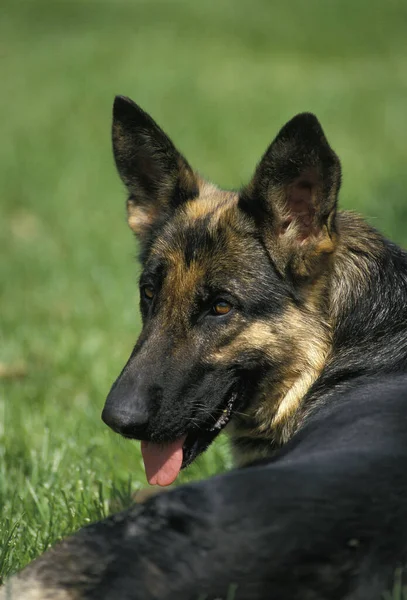 German Shepherd Dog Portrait Adult Stock Picture