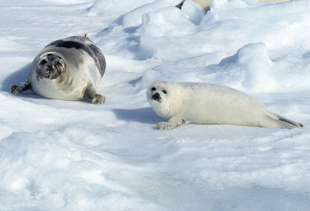 Harp Seal, pagophilus groenlandicus, Mother and Pup laying on Ice floe, Magdalena Island in Canada  