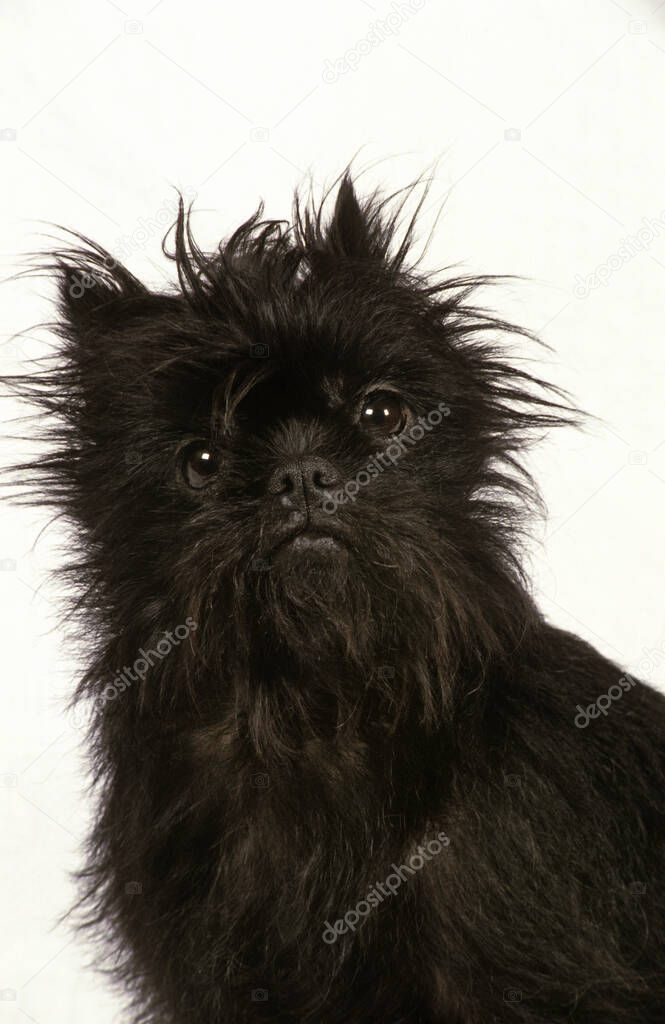 Affenpinscher Dog, Portrait of Adult against White Background  