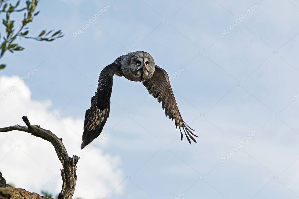 Great Grey Owl, strix nebulosa, Adult in Flight  