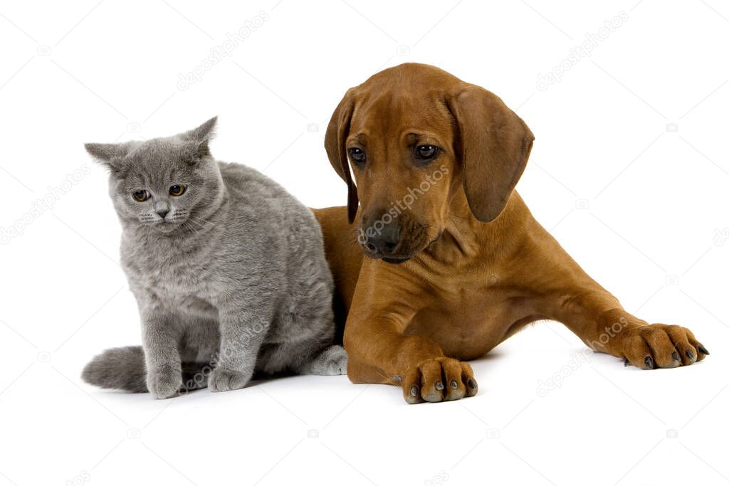 Male Lilac British Shorthair Domestic Cat with Rhodesian Ridgeback 3 Months old Pup   