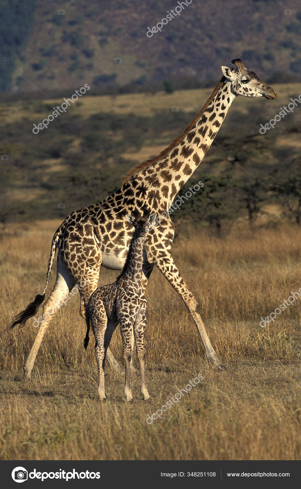 Birinchi marta anal porno video