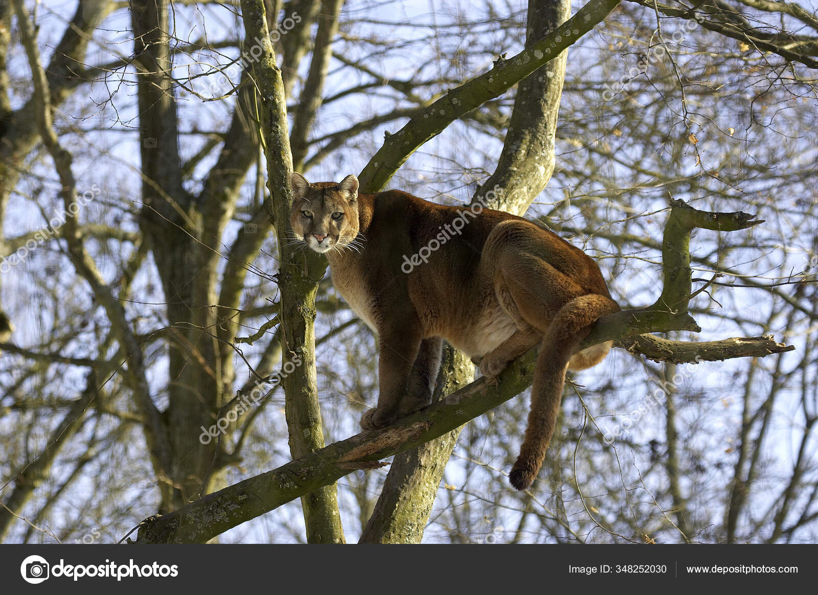 Acheter un puma clearance domestique