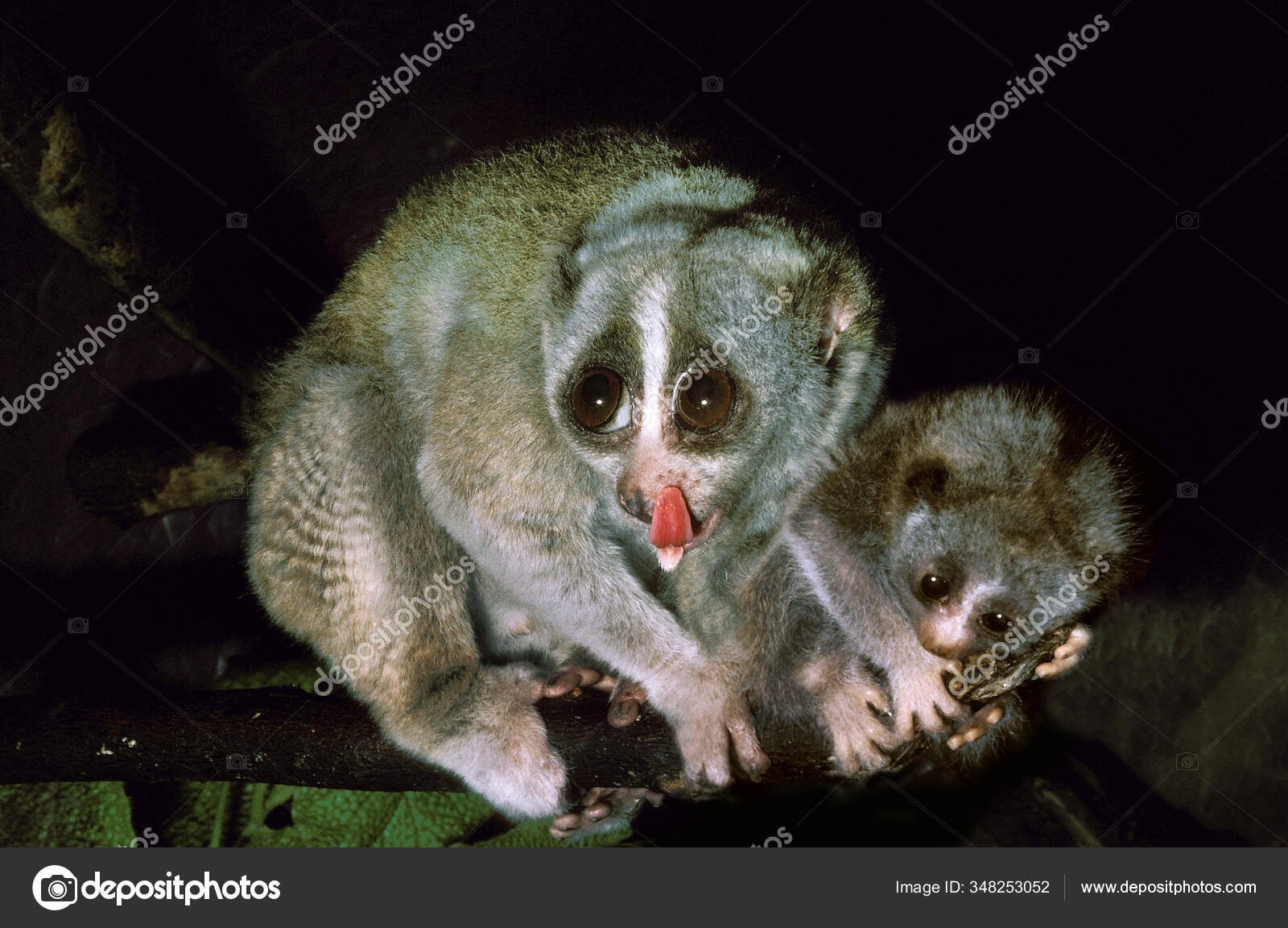 Loris Venom Glands | TikTok, image size:1600x1152