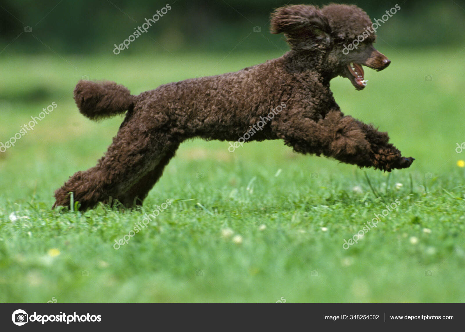 At What Age Is A Standard Poodle Full Grown